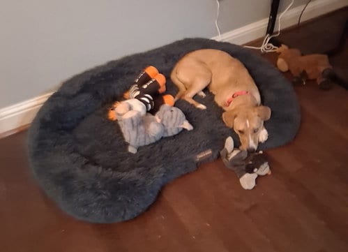 Photo of Louise (Weezy), adoptable Catahoula Leopard Dog in Raytown, Missouri