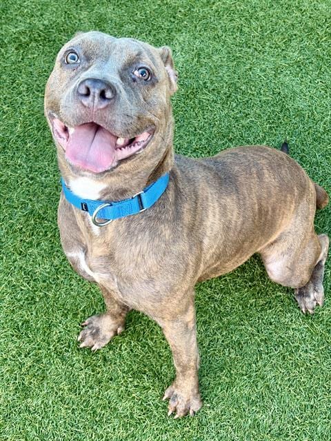 Photo of Daisy, adoptable Mixed Breed