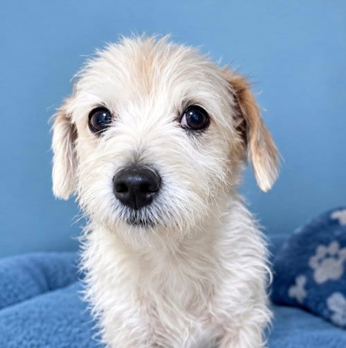 Photo of Ella, adoptable Poodle (Miniature) in San Diego, California