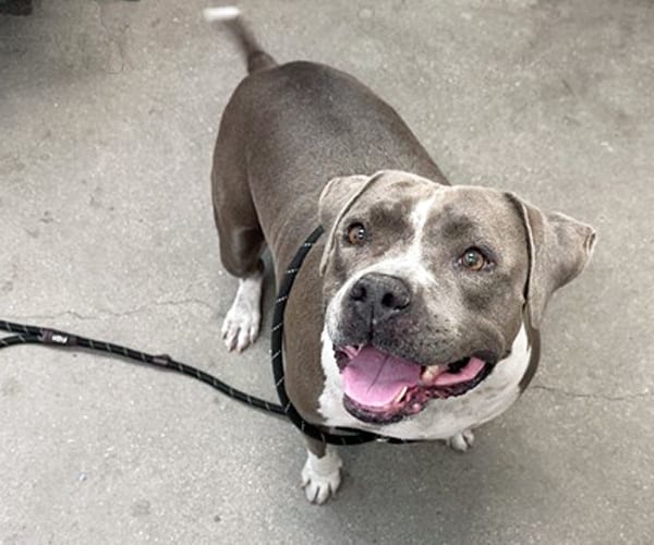 Photo of Olga, adoptable dog