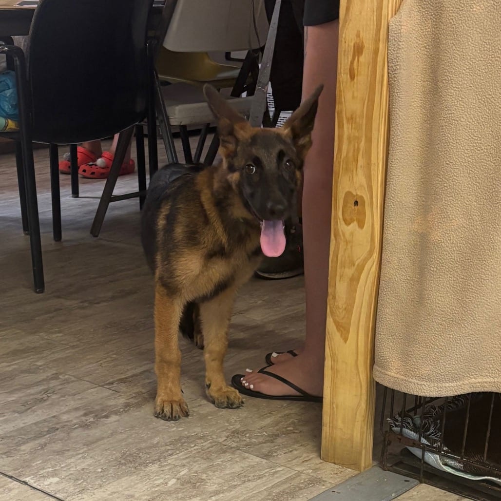 Photo of Armani, adoptable Shepherd, German / Malinois, Belgian in Hinesville, Georgia