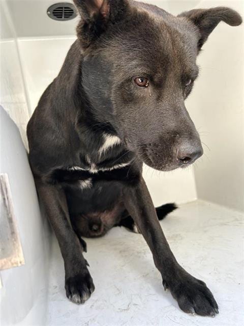 Photo of Candyman, adoptable Labrador Retriever mix in Houston, Texas