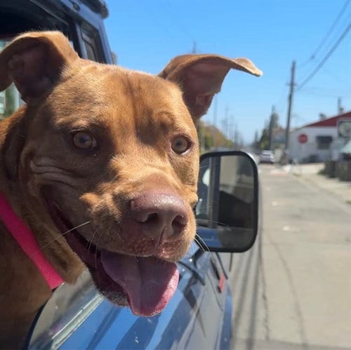Photo of Sandman, adoptable Pit Bull Terrier in Alameda, California