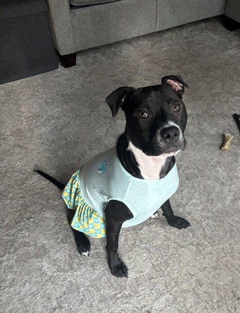 Photo of Orchid, adoptable Pit Bull Terrier in Fort Wayne, Indiana