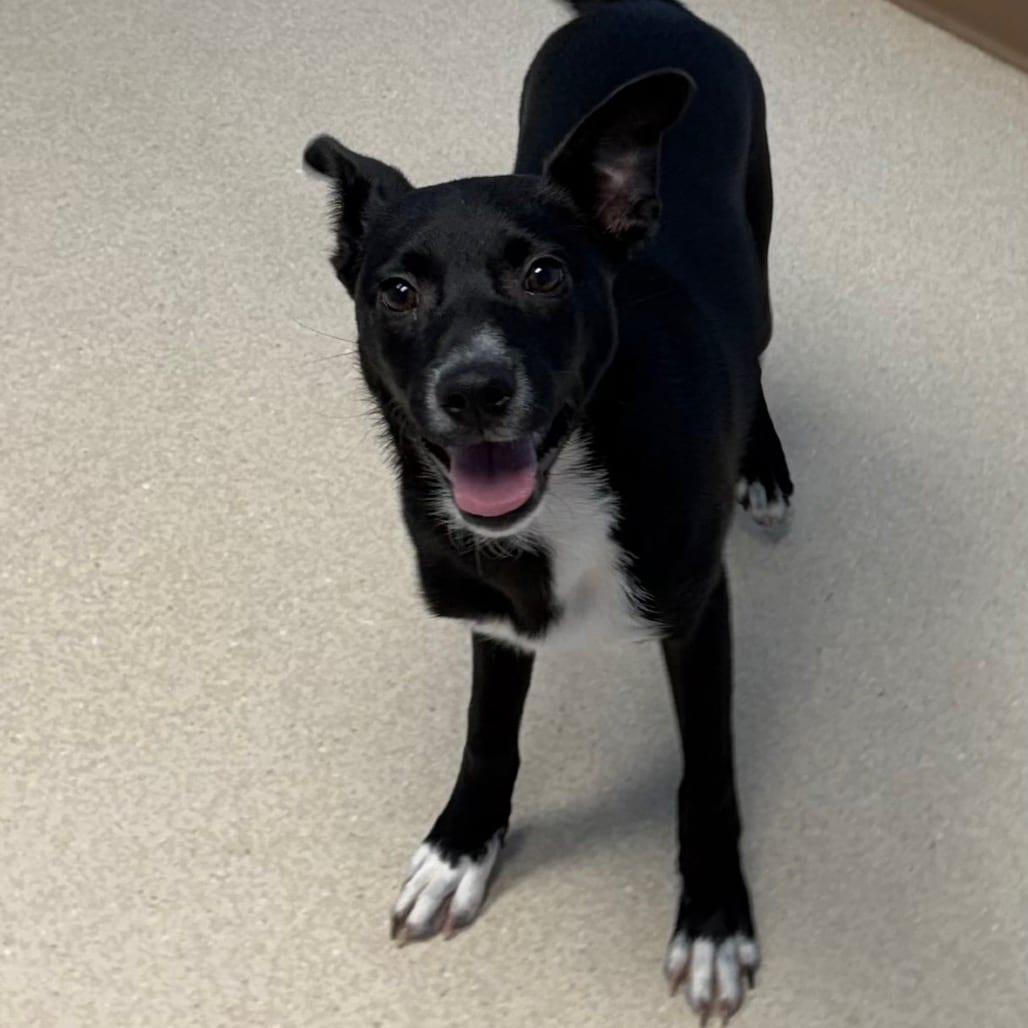 Photo of Spidey, adoptable Retriever, Labrador / Mixed Breed (Medium) in Staunton, Virginia