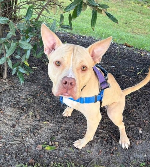 Photo of Carrie, adoptable American Staffordshire Terrier in Sayreville, NJ, New Jersey