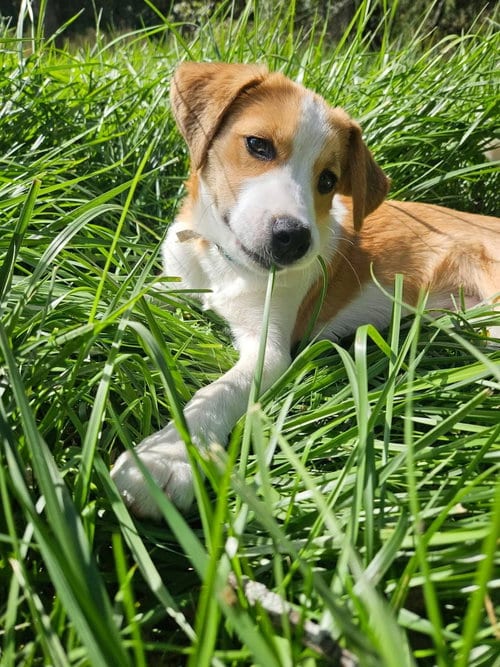 Photo of Imogen, adoptable Husky in Germantown, Ohio