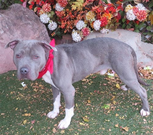 Photo of Zeke, adoptable Pit Bull Terrier in Oklahoma City, Oklahoma