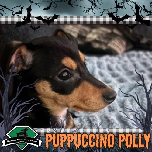 Photo of Puppuccino Polly, adoptable Dachshund in San Antonio, Texas