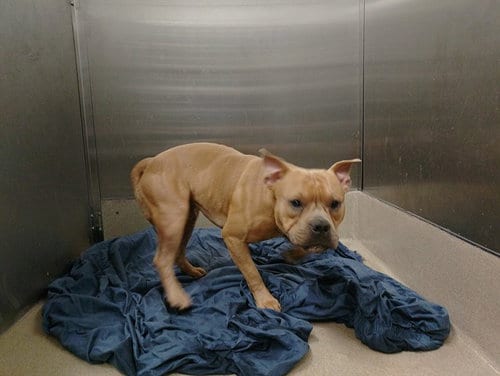 Photo of Frank, adoptable American Staffordshire Terrier in Fort Lauderdale, Florida