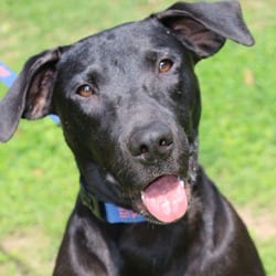 Photo of Flash JuM, adoptable Labrador Retriever Mixed Breed (Medium) in Hartford, Connecticut