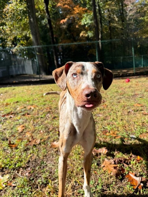 Photo of Ziggy, adoptable Catahoula Leopard Dog in Willingboro, New Jersey