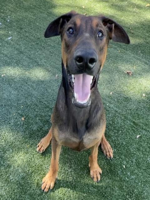 Photo of Lucky, adoptable Doberman Pinscher in Chatsworth, California