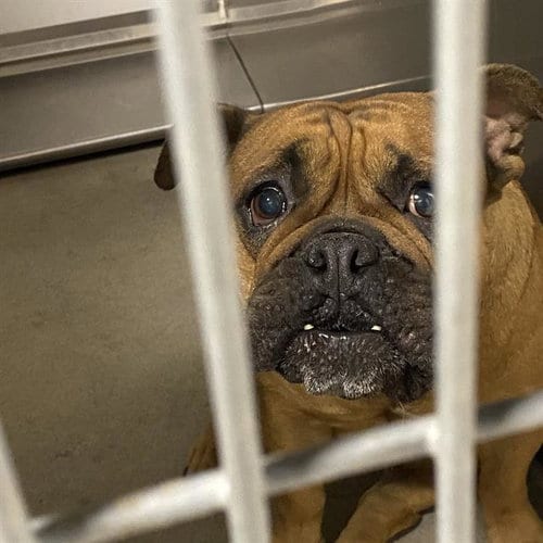 Photo of Muggy, adoptable English Bulldog in Modesto, California