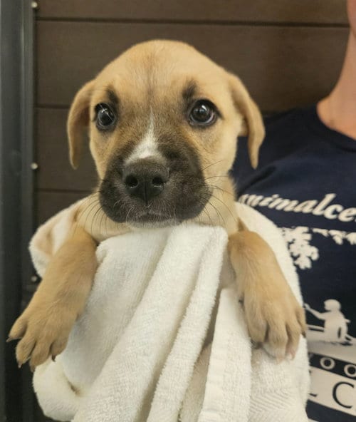 Photo of Kimmy, adoptable Unknown breed in Rancho Santa Fe, California