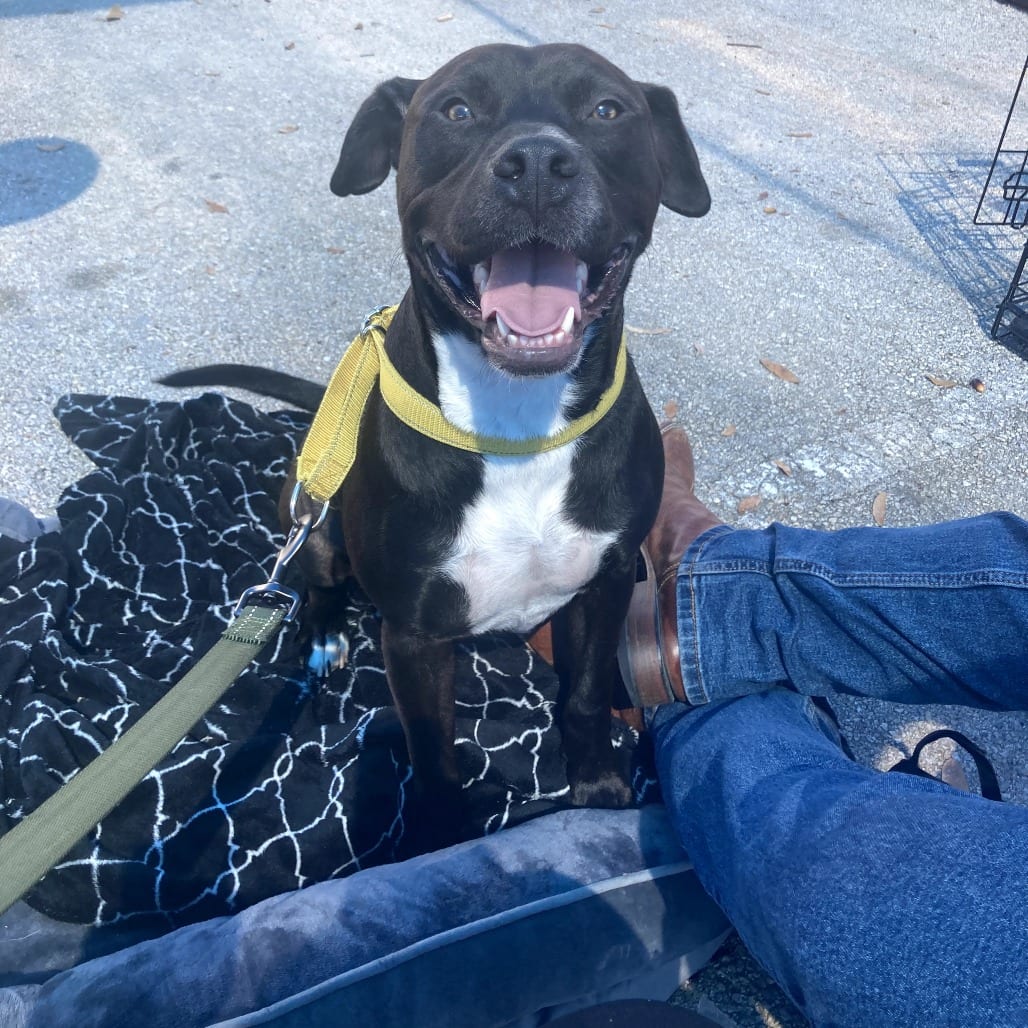 Photo of Hopp, adoptable Retriever, Labrador / Mix in Weatherford, Texas