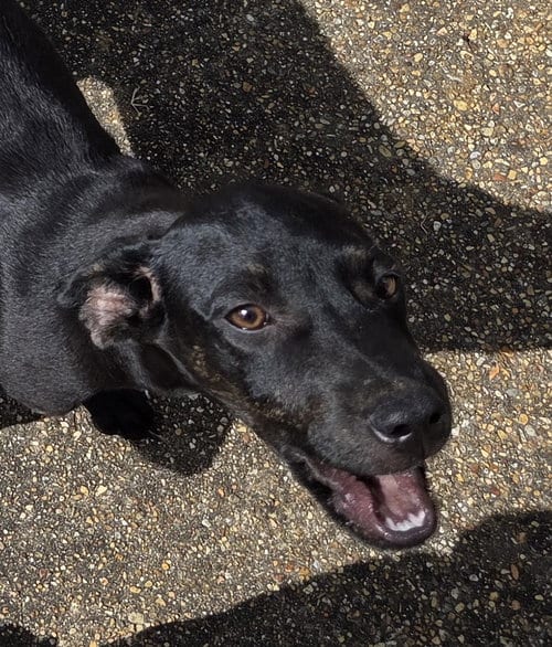Photo of ZCL-Black lab mix, adoptable Labrador Retriever in Horn Lake, Mississippi