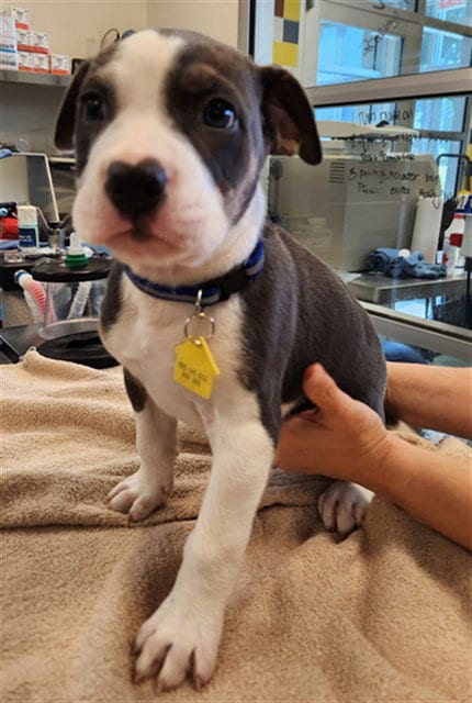 Photo of Hippo, adoptable Husky in Plano, Texas