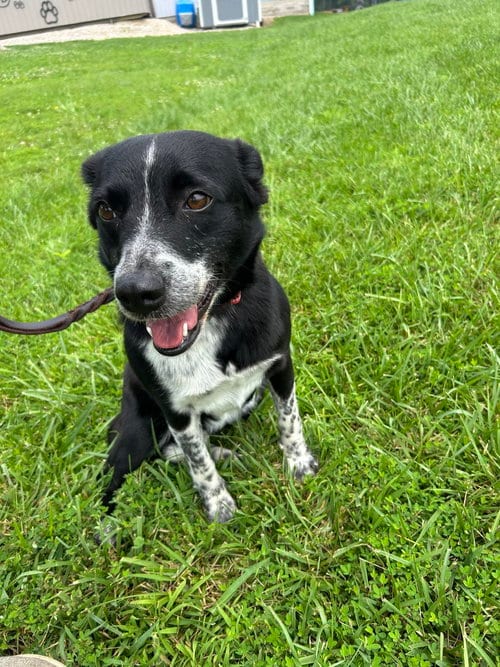 Photo of Cora, adoptable Australian Cattle Dog/Blue Heeler in Linton, Indiana