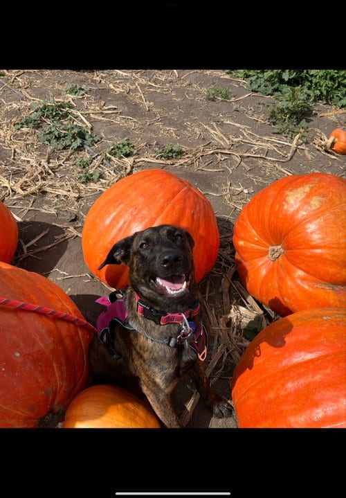 Photo of Xena, adoptable Belgian Shepherd Malinois in San Diego, California