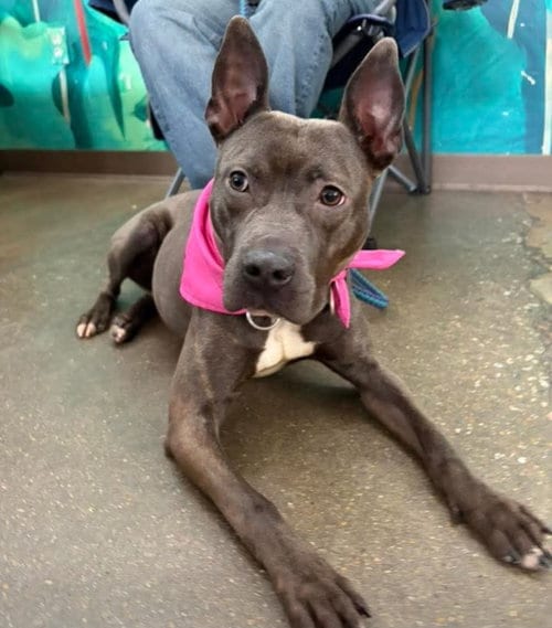 Photo of Winnie, adoptable American Staffordshire Terrier in Chester, Virginia