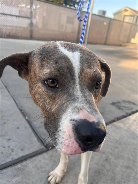 Photo of Bruce, adoptable Pit Bull Terrier in Bakersfield, California