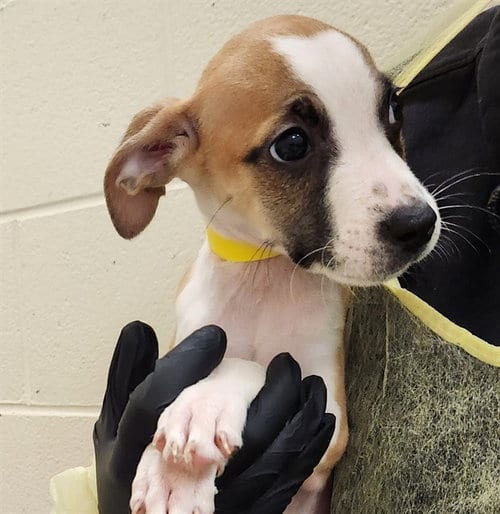 Photo of Brava, adoptable Pit Bull Terrier in Pueblo, Colorado