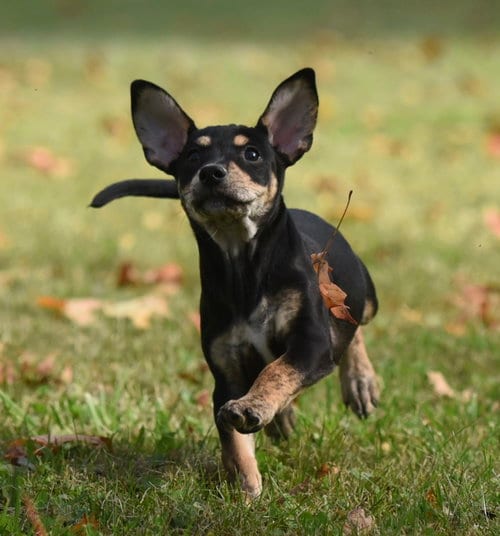 Photo of Ilion, adoptable Jack Russell Terrier in Mechanicsburg, Pennsylvania