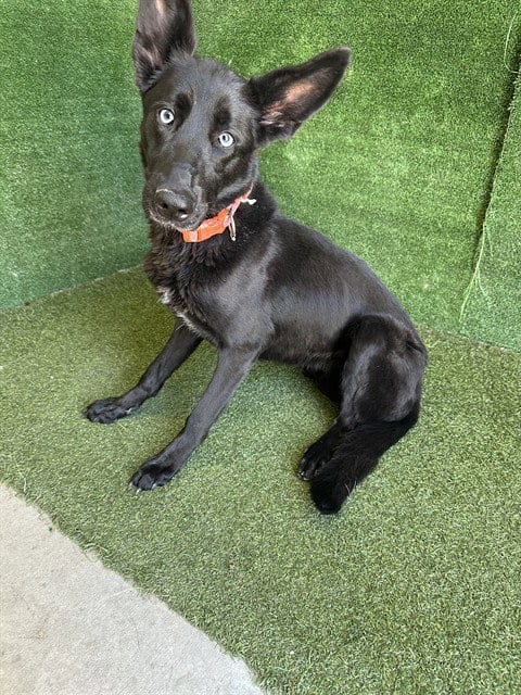 Photo of Philomena, adoptable German Shepherd Dog in Lancaster, California