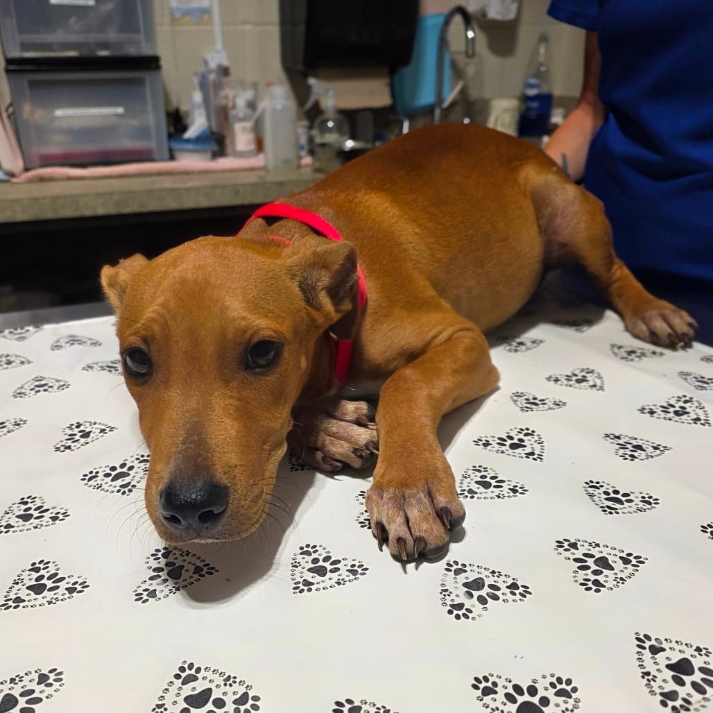 Photo of Reuben, adoptable Mixed Breed (Small) in Milton, Florida
