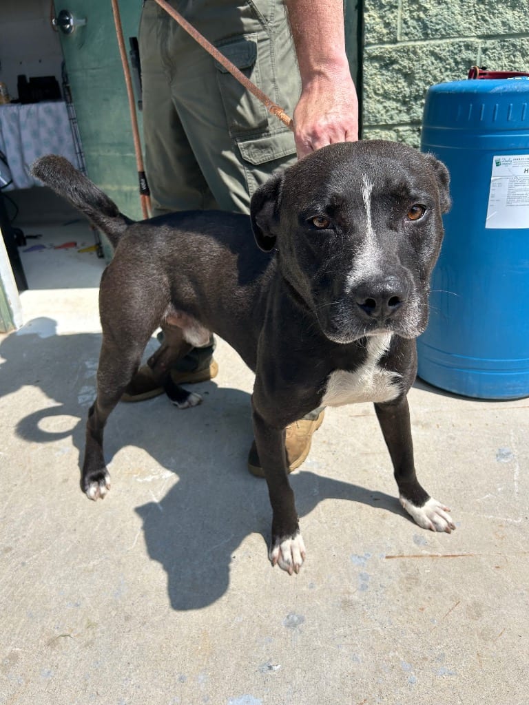 Photo of Deer Boy, adoptable Mixed Breed in Chickamauga, Georgia
