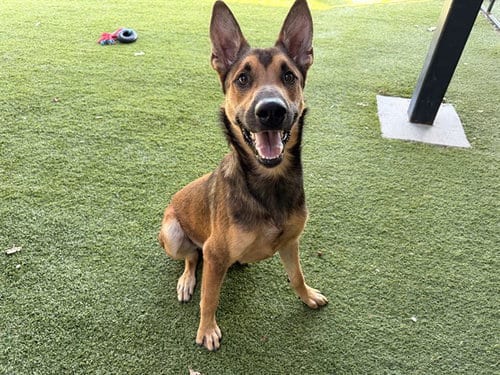 Photo of Taho, adoptable German Shepherd Dog in Garland, Texas
