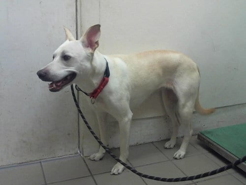 Photo of Bambi, adoptable German Shepherd Dog in Santa Barbara, California
