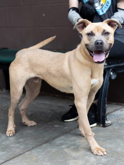 Photo of Peas, adoptable dog in Chamblee, Georgia