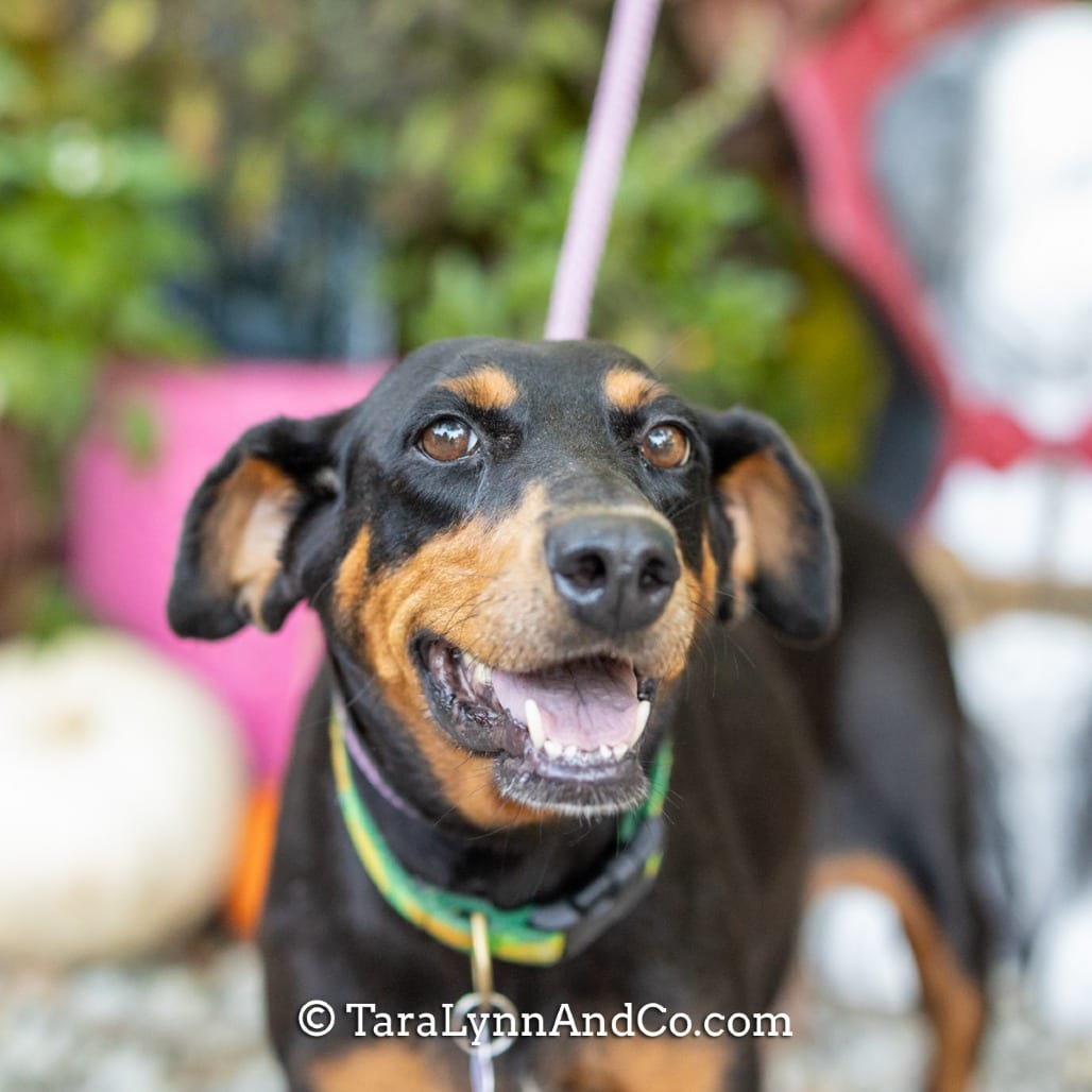 Photo of Parfait, adoptable Hound in Wake Forest, North Carolina