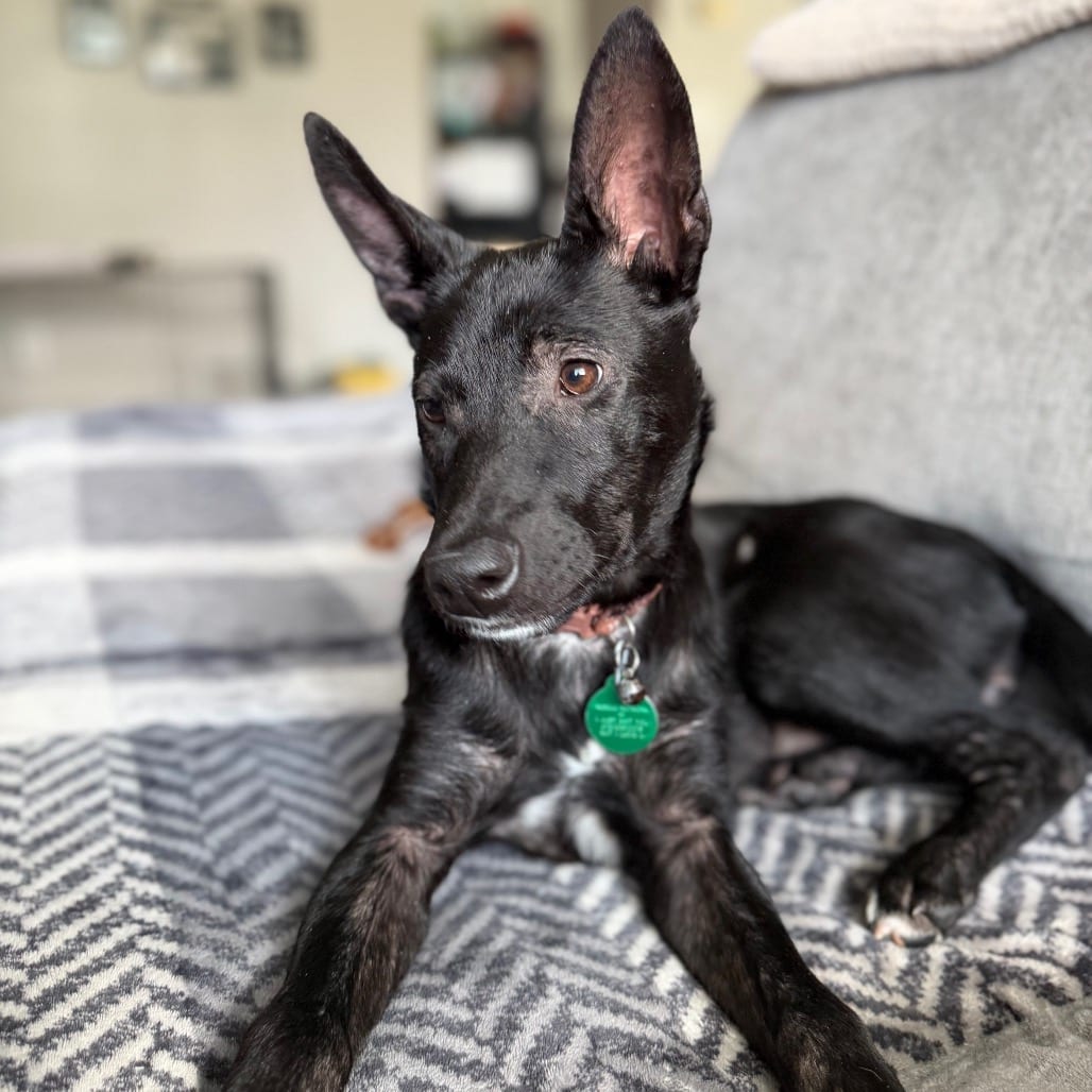 Photo of Rocher, adoptable Mixed Breed (Medium) in Buffalo, Minnesota