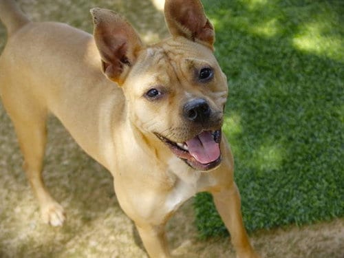 Photo of Hailey, adoptable American Pit Bull Terrier in Tallahassee, Florida