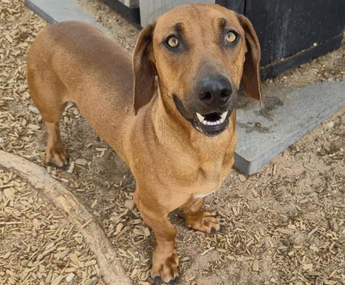 Photo of Homer, adoptable Dachshund in Albuquerque, New Mexico