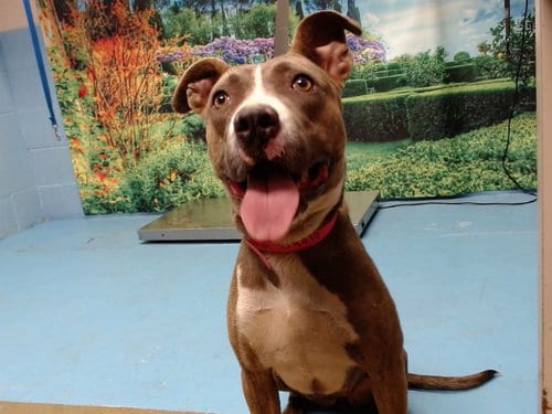 Photo of Xenia, adoptable Pit Bull Terrier in Moreno Valley, California