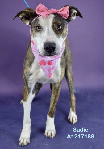 Photo of Sadie, adoptable Staffordshire Bull Terrier in Bakersfield, California