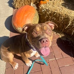 Photo of Juno, adoptable American Staffordshire Terrier Mixed Breed (Medium) in O'Fallon, Missouri