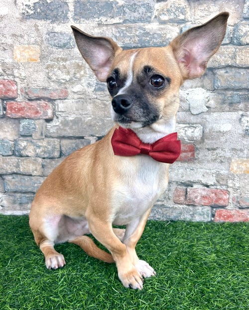 Photo of Kevin, adoptable Pug in Corona, California