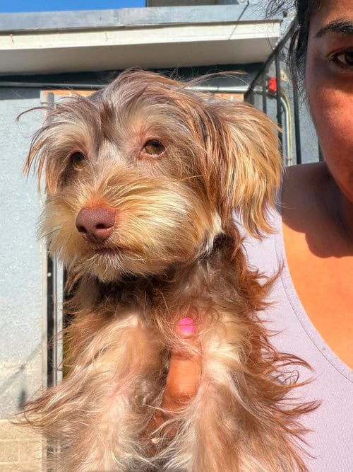Photo of Wicky, adoptable Yorkshire Terrier Yorkie in Inglewood, California