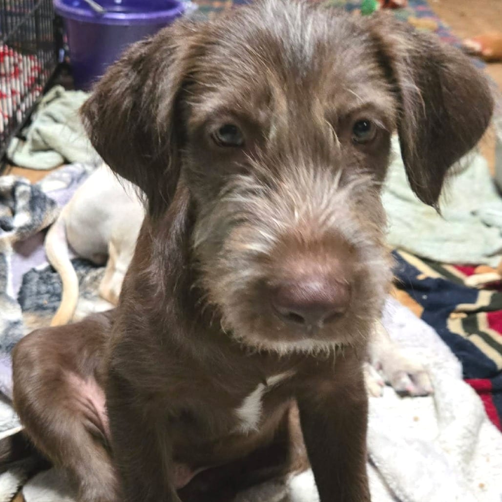 Photo of Ralph, adoptable Mixed Breed (Medium) / None in Oklahoma-based; Northeast placements, Oklahoma