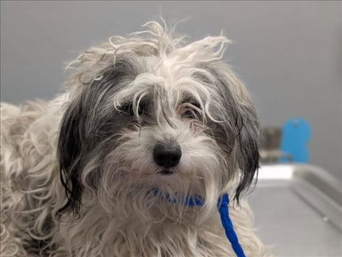 Photo of Brumbo, adoptable Shih Tzu in Las Vegas, Nevada