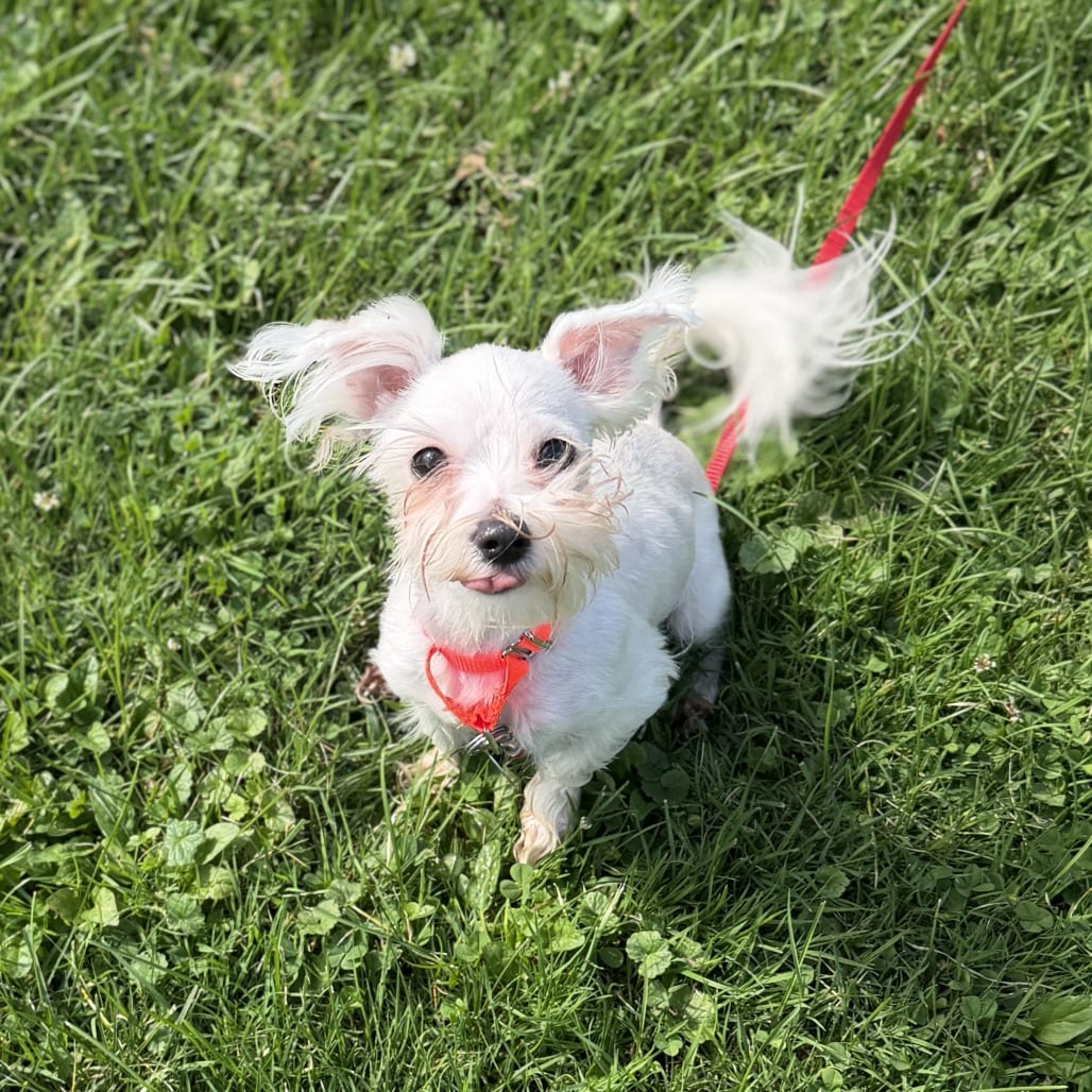 Photo of Einstein, adoptable Mixed Breed (Small) in Pittsford, Vermont