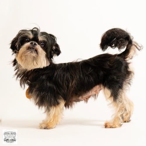 Photo of Marigold, adoptable Shih Tzu in Fort Montgomery, New York