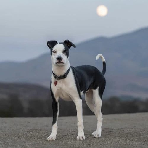 Photo of Wyle (Emmy Pup), adoptable Boxer in San Diego, California