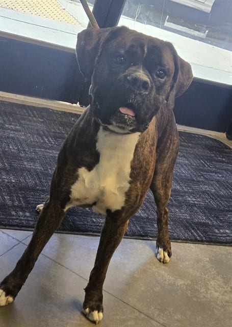 Photo of Senior Boxer mix, adoptable Boxer mix in Bakersfield, California