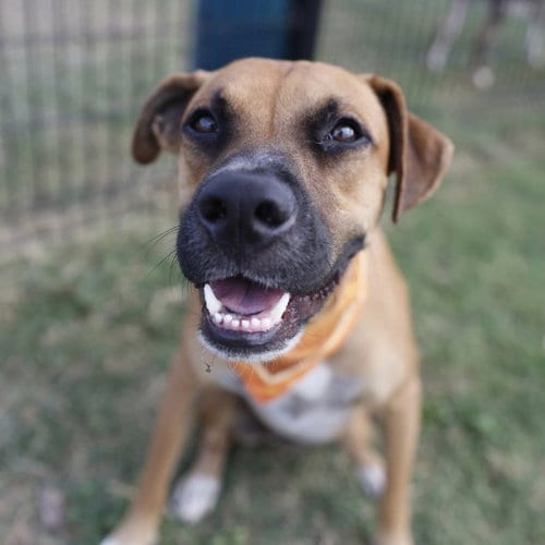 Photo of Brownie, adoptable American Staffordshire Terrier in San Antonio, Texas